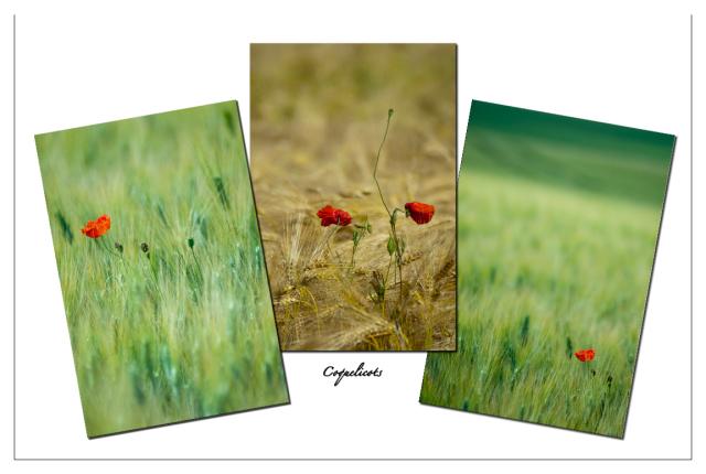 coquelicots1 copie.jpg